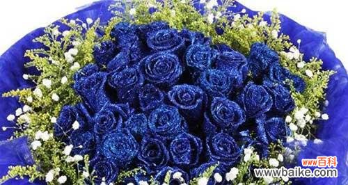 了解蓝色玫瑰的8个秘密 蓝色玫瑰的花语——希望与神秘