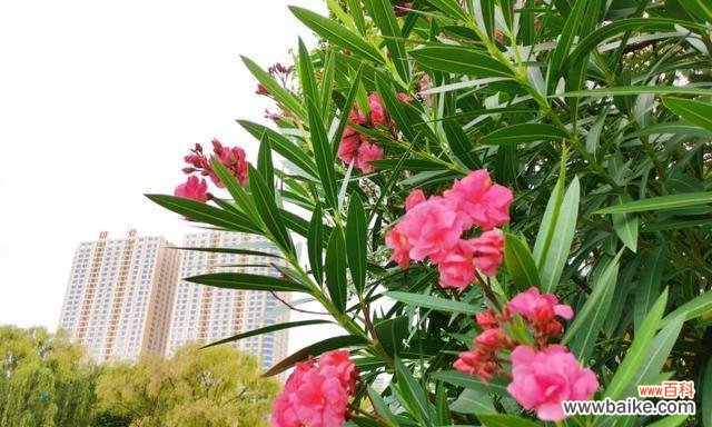 传递爱与警惕 夹竹桃的花语