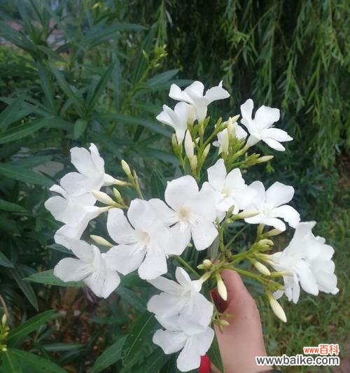 传递爱与警惕 夹竹桃的花语