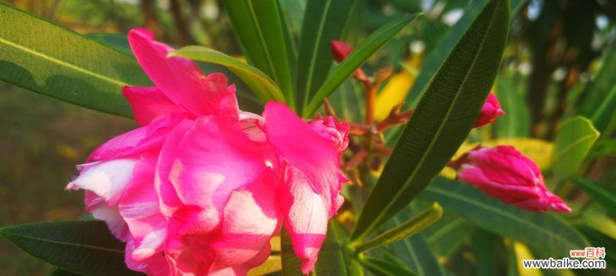 传递爱与警惕 夹竹桃的花语