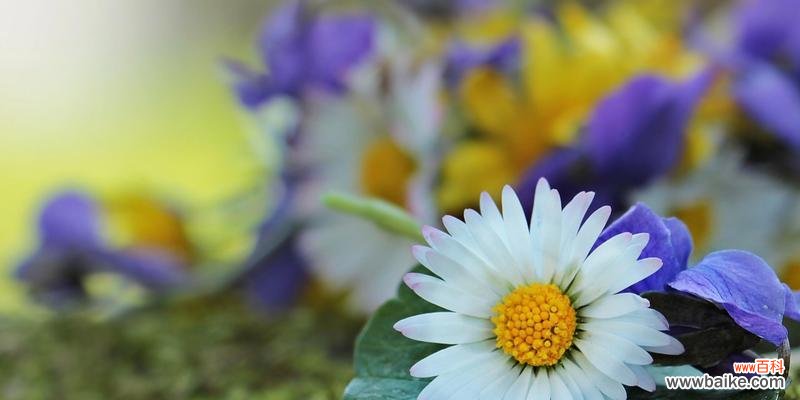 探究花朵中的诗意 皱菊的花语