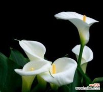 探寻马蹄莲的含义与象征 马蹄莲花语大揭秘