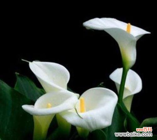 探寻马蹄莲的含义与象征 马蹄莲花语大揭秘