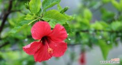 探讨朱槿花的象征意义与文化价值 解析朱槿花的花语