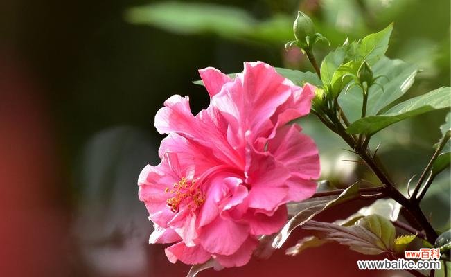 探讨朱槿花的象征意义与文化价值 解析朱槿花的花语