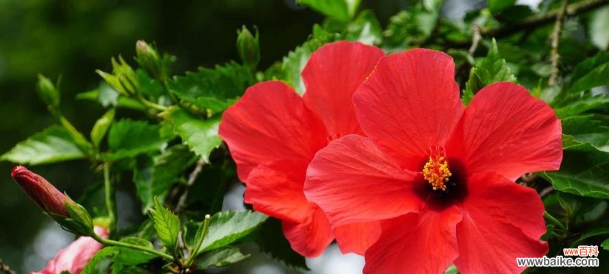 探讨朱槿花的象征意义与文化价值 解析朱槿花的花语