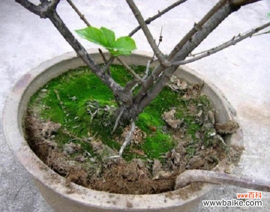 盆栽怎样换盆：换盆时间最好是在植物休眠期或生长初期进行