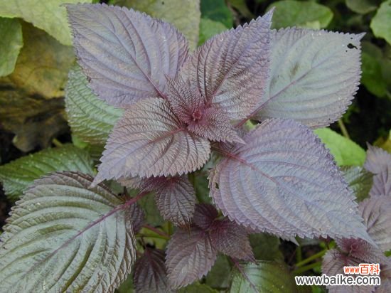 小病小痛不用找医生,养几盆花草就够了