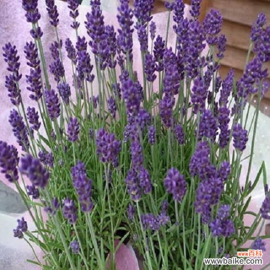 小病小痛不用找医生,养几盆花草就够了