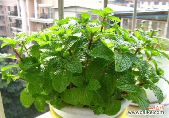 小病小痛不用找医生,养几盆花草就够了