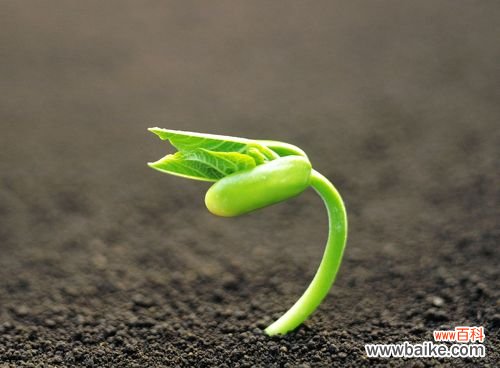 4招教你如何科学浇水：以间干间湿为原则