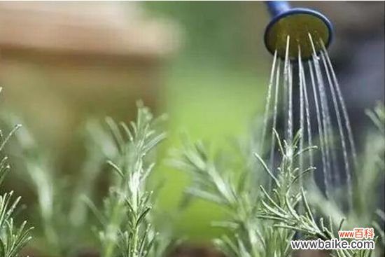 4招教你如何科学浇水：以间干间湿为原则