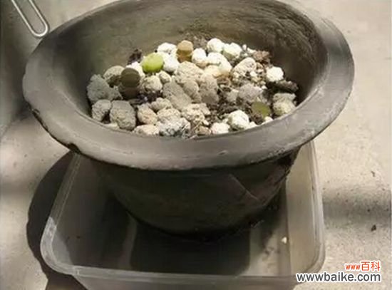 4招教你如何科学浇水：以间干间湿为原则