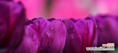 探寻紫色郁金香花语的意义与象征 紫色郁金香花语的魅力