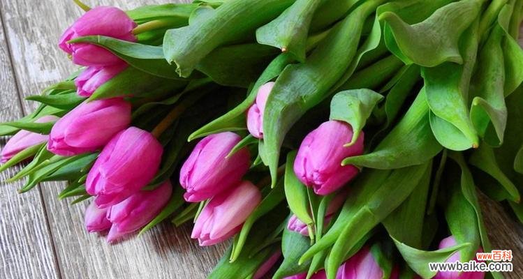 探寻紫色郁金香花语的意义与象征 紫色郁金香花语的魅力