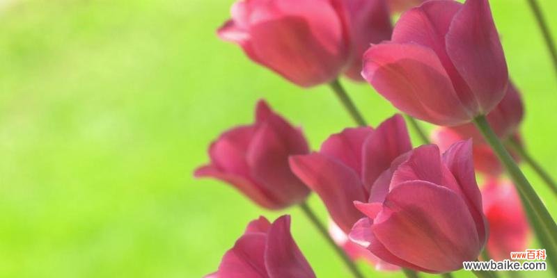 探寻紫色郁金香花语的意义与象征 紫色郁金香花语的魅力
