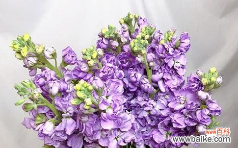 探索紫罗兰的花语及其象征意义 紫罗兰花语解读