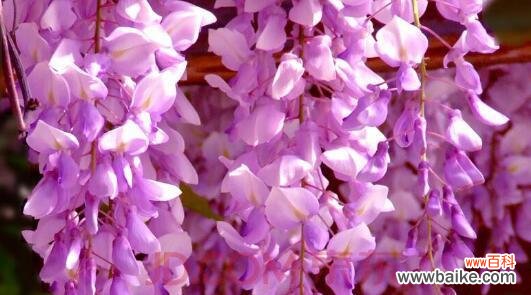 追逐梦想的希望之花—紫藤花 紫藤花的花语和寓意