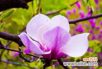 赏析紫色玉兰花 紫色玉兰花的美丽寓意与象征