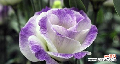 揭开紫色洋桔梗的神秘面纱 紫色洋桔梗的花语和寓意