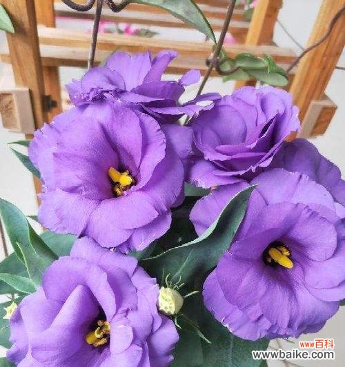 揭开紫色洋桔梗的神秘面纱 紫色洋桔梗的花语和寓意