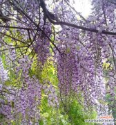 探索紫藤花的深刻象征与表达 紫藤花的花语与意义