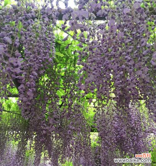 探索紫藤花的传达情感和内涵的花语语言 紫藤花的花语及意义
