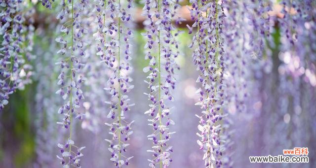 探究紫藤花的含义与传说 紫藤花的寓意与象征意义