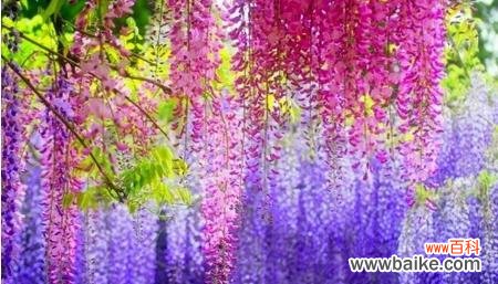 探究紫藤花的含义与传说 紫藤花的寓意与象征意义