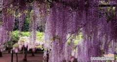 探究紫藤花的含义与传说 紫藤花的寓意与象征意义