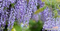 探寻紫藤花的意义与象征之美 紫藤花的寓意和象征