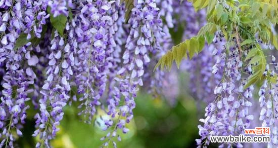 探寻紫藤花的意义与象征之美 紫藤花的寓意和象征