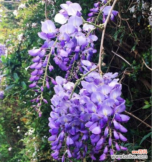 探寻紫藤花的寓意与象征 紫藤花