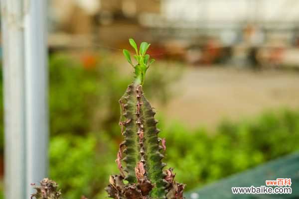 龙骨花叶子发黄怎么办