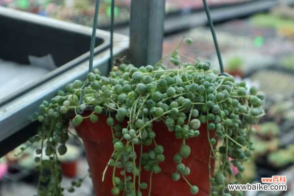 佛珠干瘪了怎么办?