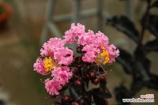 紫薇树长黑叶怎么办?处理方法是关键!