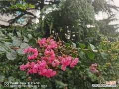 紫薇树长黑叶怎么办？处理方法是关键！