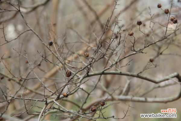 紫薇树长黑叶怎么办?处理方法是关键!