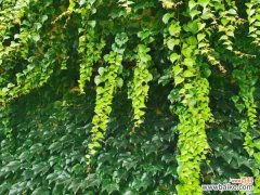 爬山虎的病害防治大全