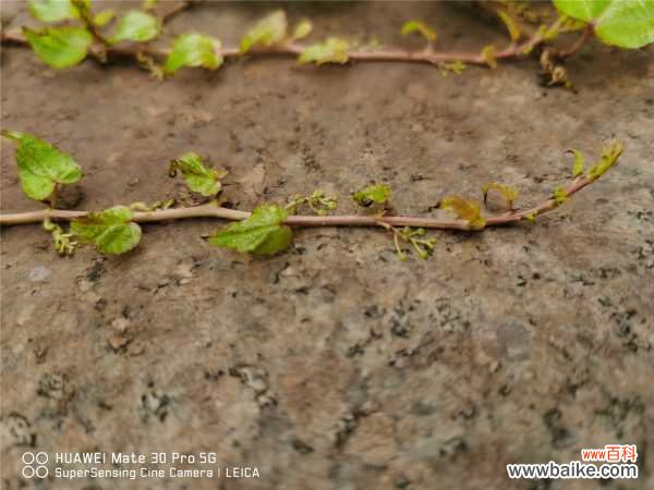 爬山虎的病害防治大全