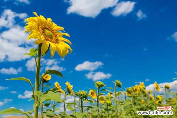 向日葵列当病防治办法