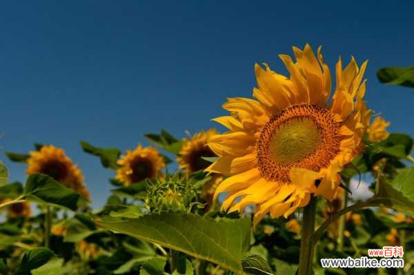 向日葵列当病防治办法