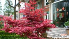 红枫的花语是什么含义？红枫象征着什么？