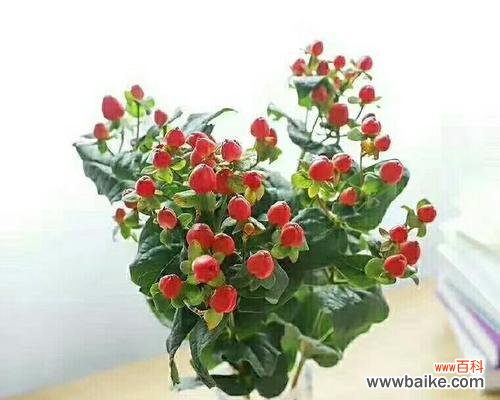 红果的花语是什么？红果寓意有哪些常见问题？