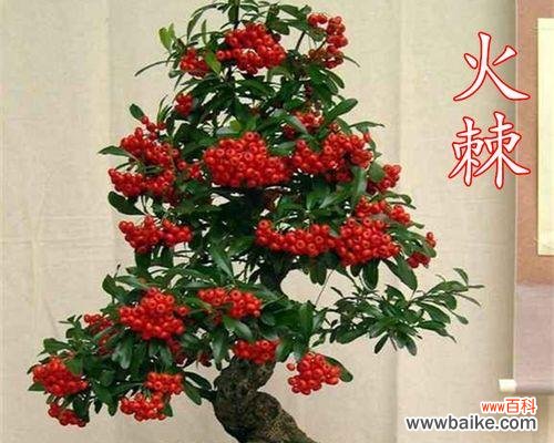 红果的花语是什么？红果寓意有哪些常见问题？