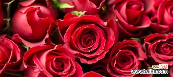 红玫瑰象征意义是什么？花语表示的含义有哪些疑问？