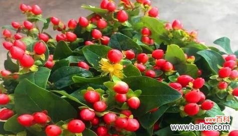 红豆的象征意义是什么?它在文化中扮演什么角色?