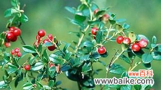 红豆的象征意义是什么?它在文化中扮演什么角色?