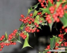 红豆的象征意义是什么？代表了哪些爱情寓意？