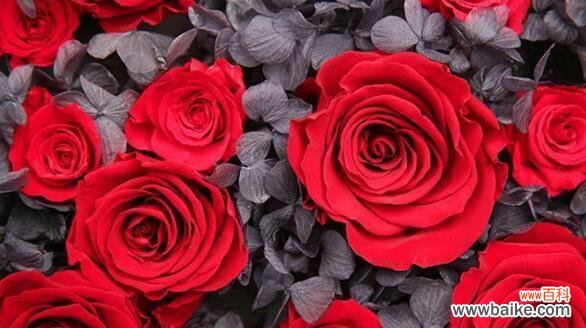 红玫瑰的花语是什么意思？送人代表的含义有哪些？